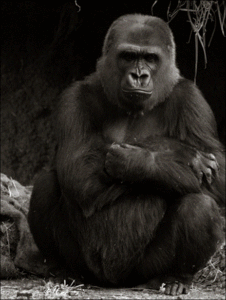 Facebook is the big gorilla