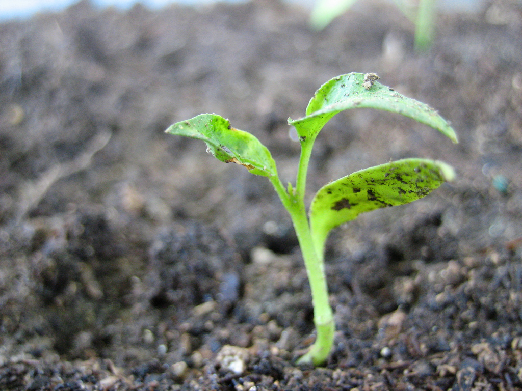 Когда сажать рассаду перцев. Vegetable seedlings. Seedling. Picture of seedlings. Young Vegetable Sprouts grow on the Window, the seedlings are carefully watched by an elderly woman..