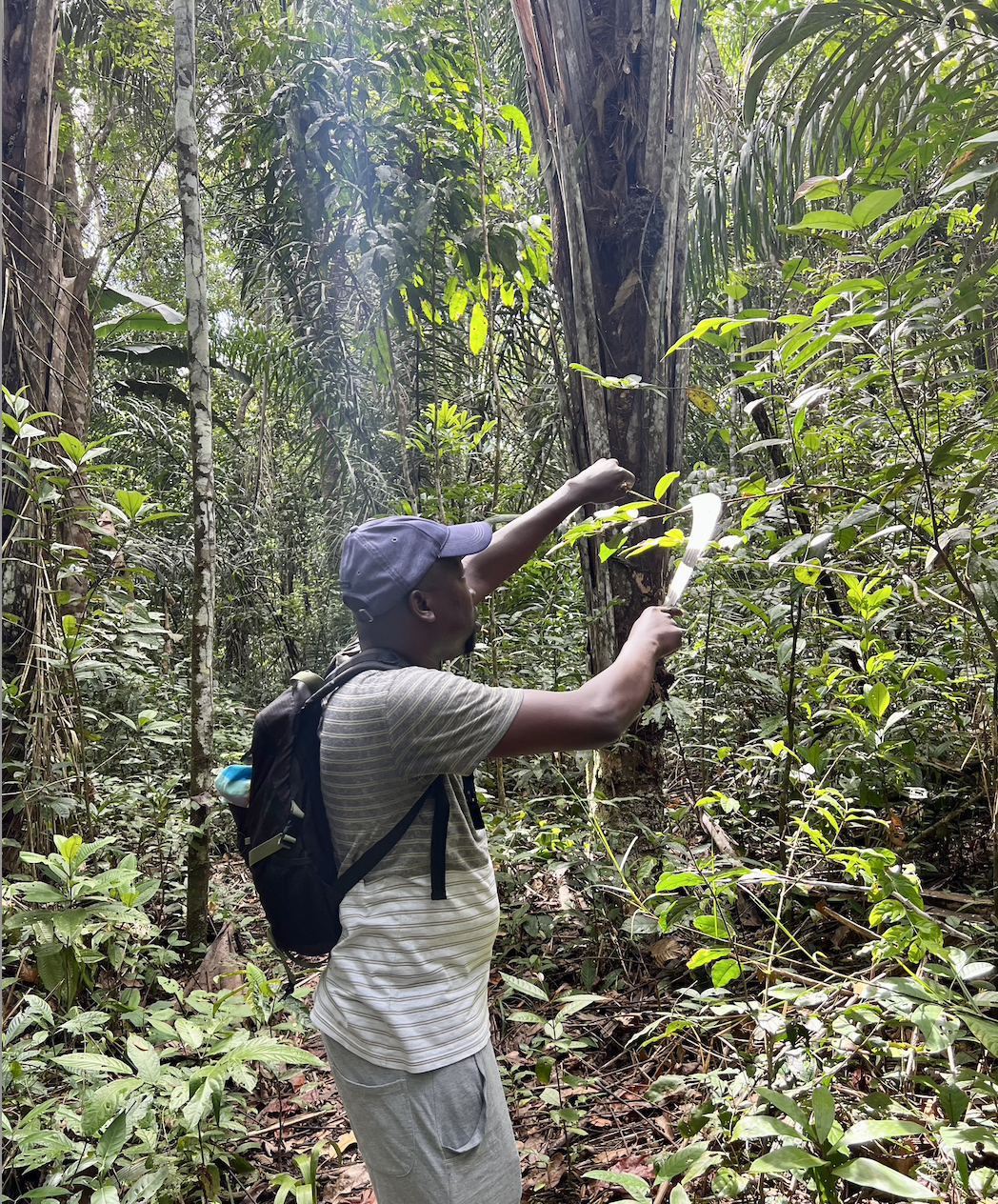 suriname rain forest