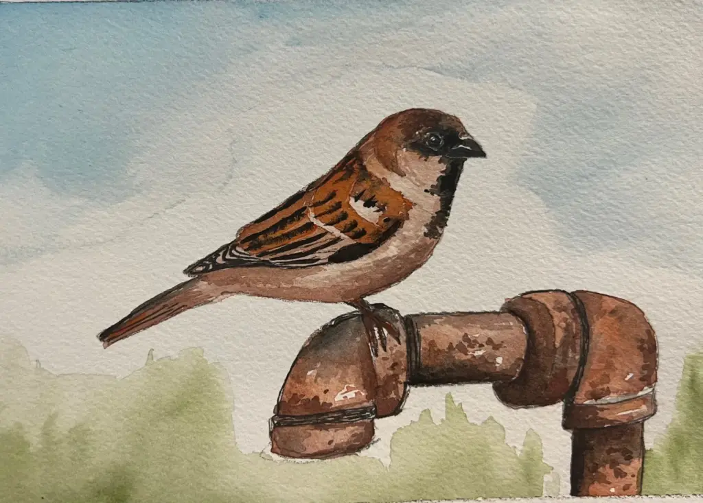 Sparrow watercolor painting