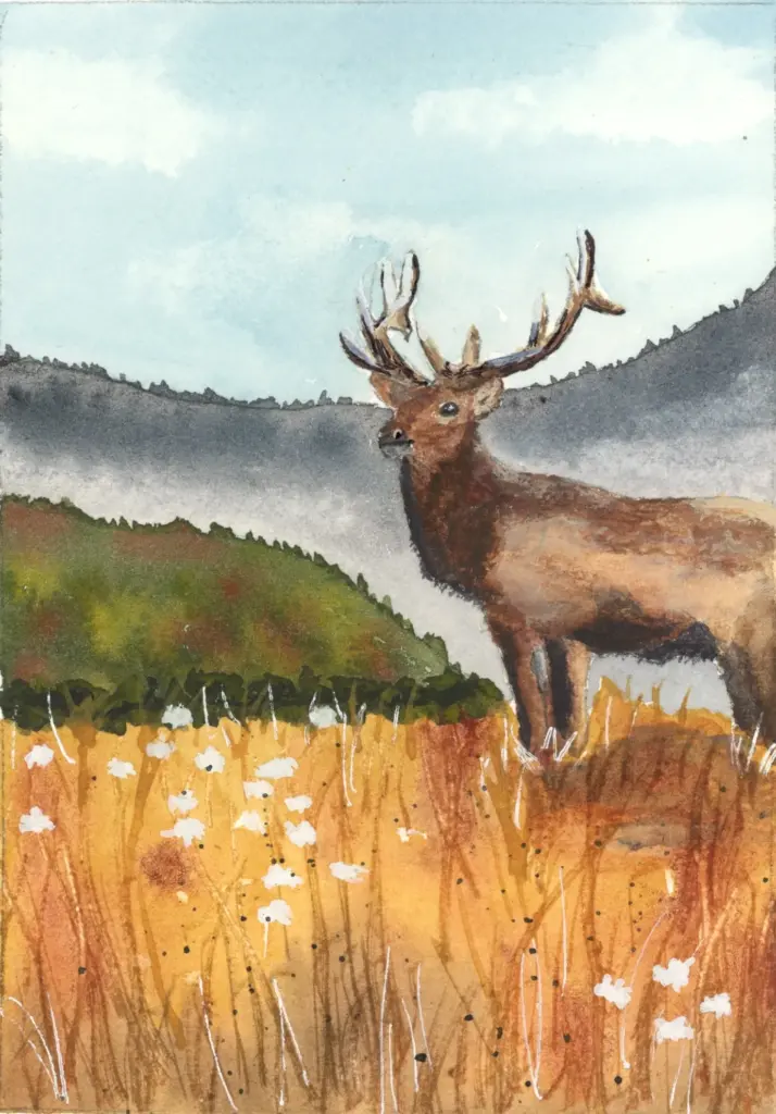 Cataloochee Valley Elk watercolor painting