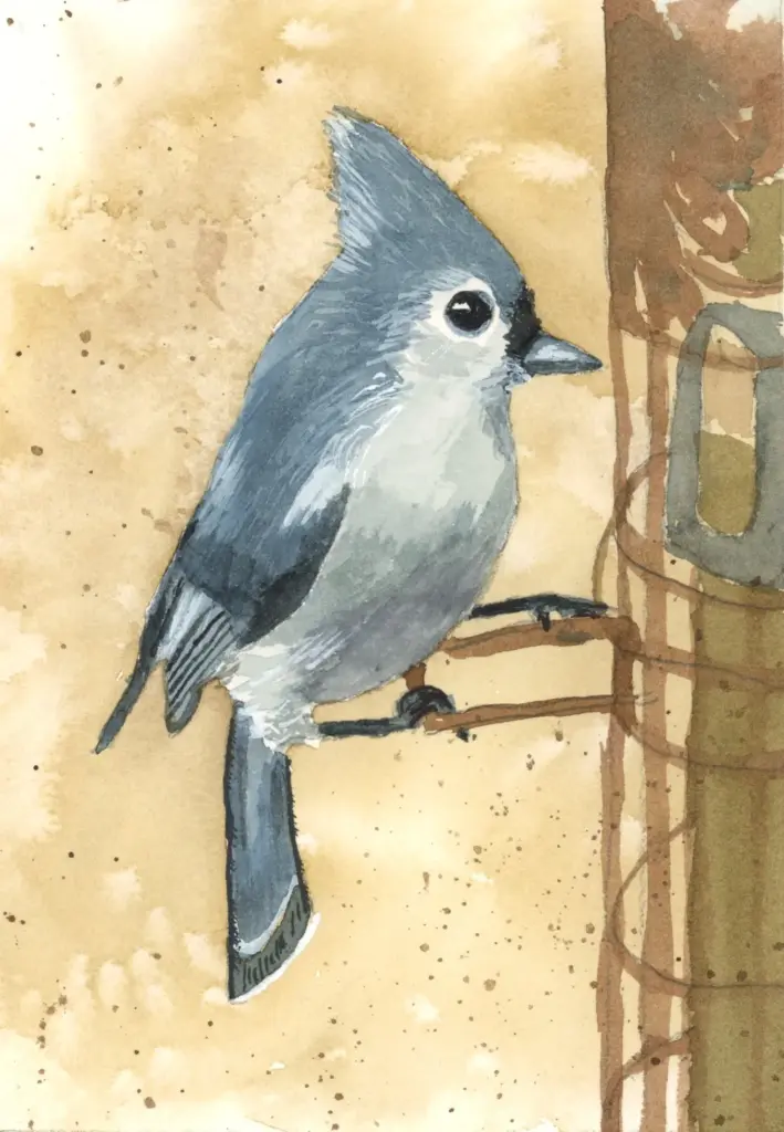 Tufted Titmouse watercolor painting
