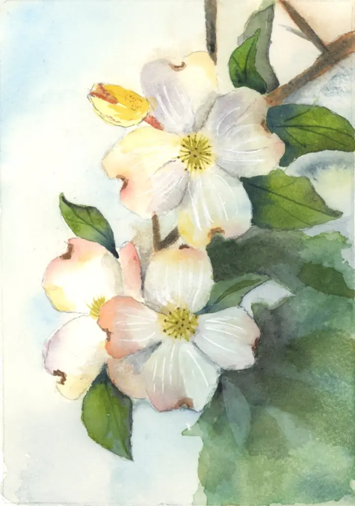 Spring Dogwood blooms watercolor painting