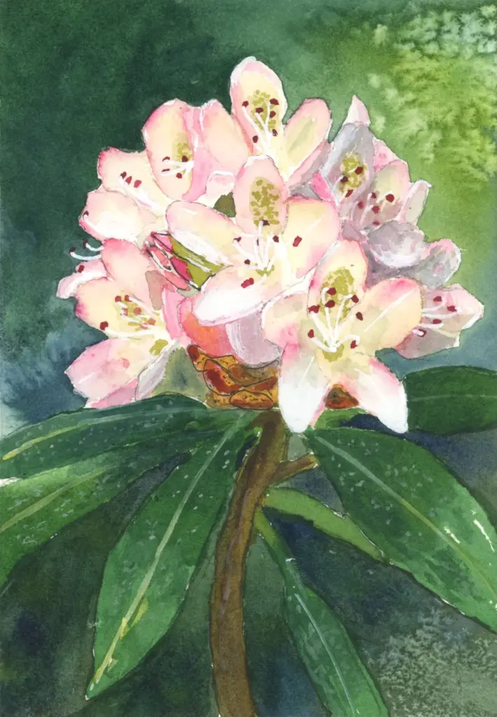 rhododendron watercolor painting