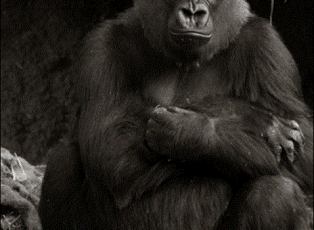 Facebook is the big gorilla