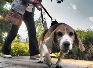 Screenshot 2016-07-31 11.02.44