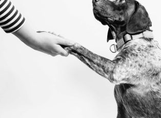 dog paw