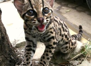 margay