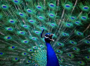 peacock
