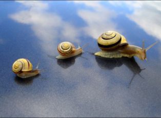 snails